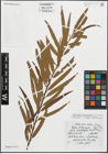 Foto von Salix triandra L. x Salix viminalis L.